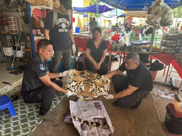 Ermittler präsentieren bei der Durchsuchung eines als Souvenirgeschäft getarnten Ladens sichergestellte Tigerfelle und weitere Beweisstücke. Bild: Department of National Parks, Wildlife and Plant Conservation (DNP)