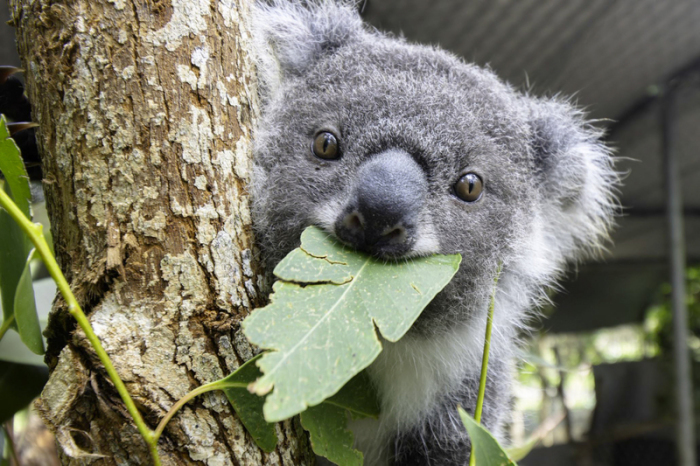 Kookie kaut an einem Blatt. Immer mehr Koalas werden in Australien Opfer von Verkehrsunfällen. Foto: IFAW/dpa