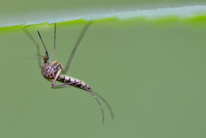 Eine Mücke der Art Aedes vexans hängt unter einem Blatt einer Pflanze. Foto: Patrick Pleul/dpa