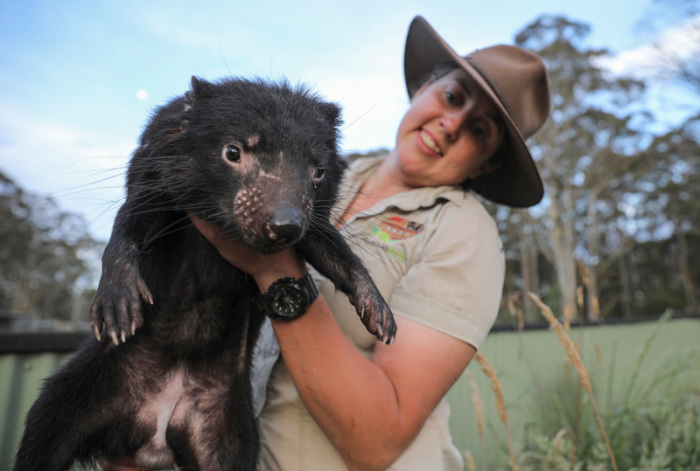 Kuratorin Kelly Davis zeigt den Tasmanischen Teufel Lucas. Foto: Aussie Ark/dpa