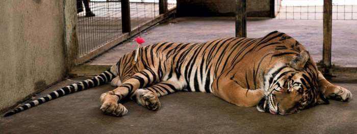 Tiger „Boem“ liegt nach der Narkose ruhig im Gehege, bevor die tierärztlichen Untersuchungen beginnen. Bild: Department of National Parks, Wildlife and Plant Conservation (DNP)