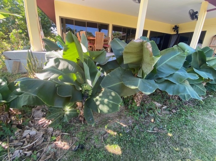 Wirkliche Zwergbananen der Sorte Cavendish, also Chiquita, einfach klein. Fotos: hf