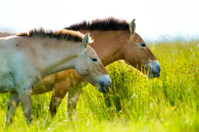 Przewalski-Pferde laufen auf einer Wiese. Über Familienleben und soziales Verhalten der fast ausgestorbenen Przewalski-Pferde ist nur recht wenig bekannt. Foto: Katalin Ozogány/dpa