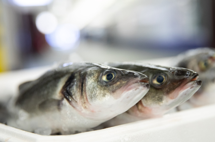 Frischer Wolfsbarsch bei einem Großhändler auf dem Fischmarkt in Hamburg-Altona (Symbolbild) Foto: dpa/Christian Charisius