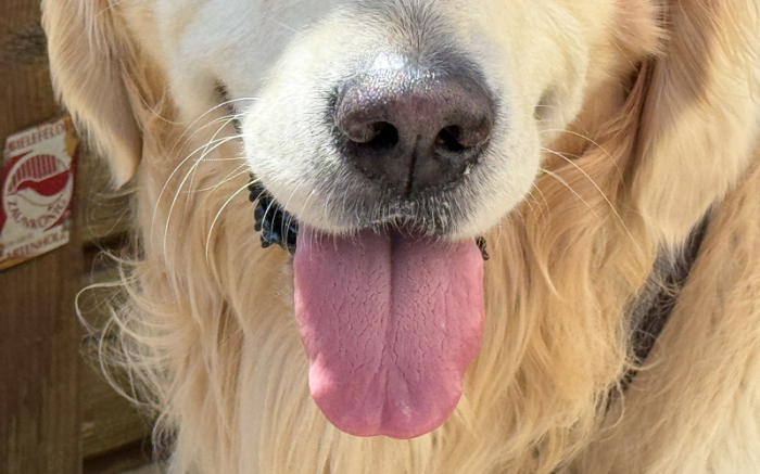 Blick auf die weit aus dem Maul heraushängende Zunge von Golden Retriever Lucky. Foto: Friso Gentsch/dpa