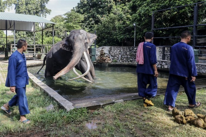 Elephant keepers bathe a sick Thai elephant named Sak Surin.  Photo: EBA/Samila Karunaratne