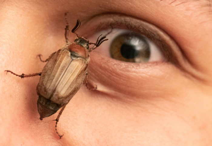 Ein Maikäfer krabbelt im Gesicht eines Mannes. Im „Maikäferjahr“ erwarten Experten ein massenhaftes Ausfliegen der Insekten. Foto: Boris Roessler/dpa
