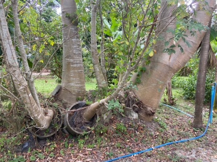 Etliche Baobabs haben ihre Betonringe gesprengt und Wurzeln in den Boden gerammt. Fotos: hf