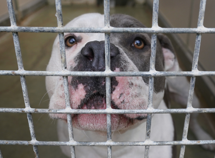 Ein American Staffordshire und Pitbull Terrier Mischling steht in seinem Käfig im Hamburger Tierheim Süderstraße. Foto: Marcus Brandt/dpa