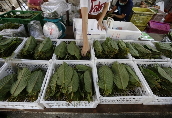 Die wirtschaftliche Nutzung von Kratom gewinnt in Thailand seit der Legalisierung der Pflanze zunehmend an Bedeutung. Foto: epa/Narong Sangnak