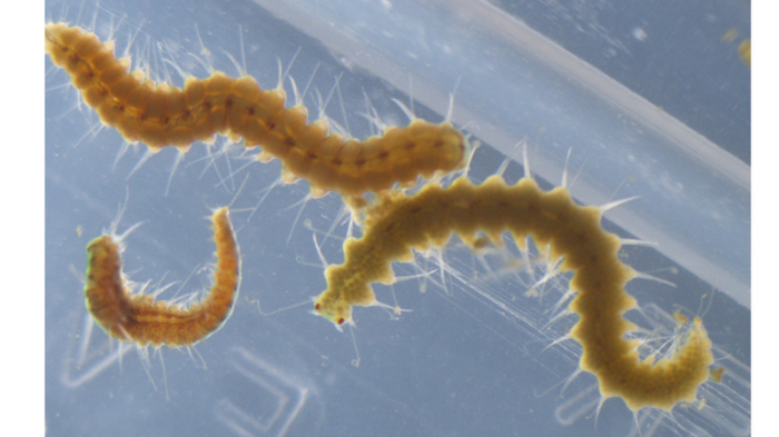 Zwei Hinterteile von Megasyllis nipponica-Würmern, ein männliches (oben) und ein weibliches (unten), nach der Trennung der ursprünglichen Körper. oto: Toru Miura/dpa