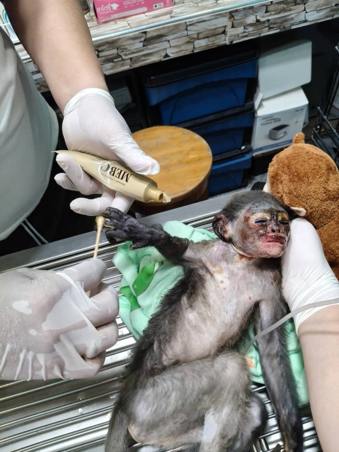 Tierärzte versorgen das schwer verletzte Brillenlanguren-Jungtier im Schutzzentrum in Cha-am. Archivfoto: Hua Hin Sarn News