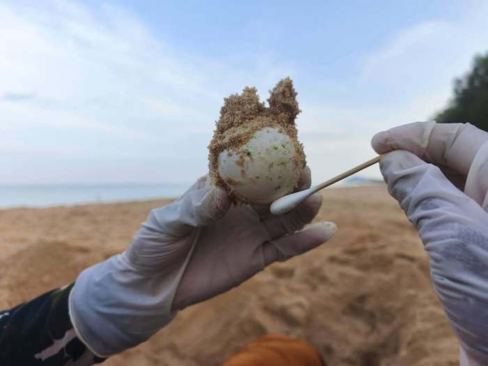 Ein Mitarbeiter entnimmt ein Lederschildkröten-Ei vorsichtig aus dem Sand, um es in einen sicheren Brutbereich umzusetzen. Bild: Department of National Parks, Wildlife and Plant Conservation (DNP)