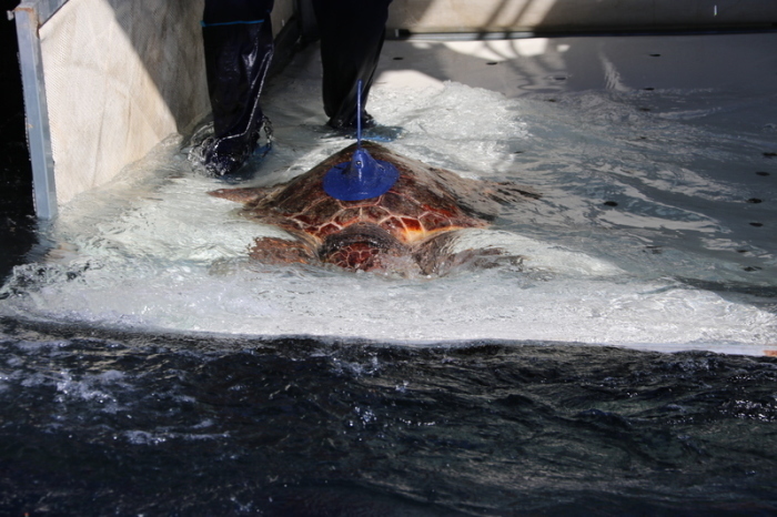 Die Meeresschildkröte Salina mit einem Peilsender am Panzer wird ins Meer freigelassen. Foto: Zoomarine/dpa