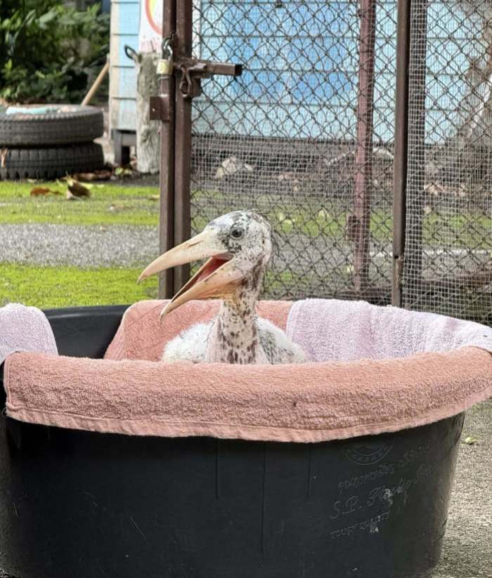 Das junge Argala-Marabu-Küken wird im Khao Kheow Open Zoo in geschützter Umgebung aufgezogen. Bild: Kha Moo and the Gang