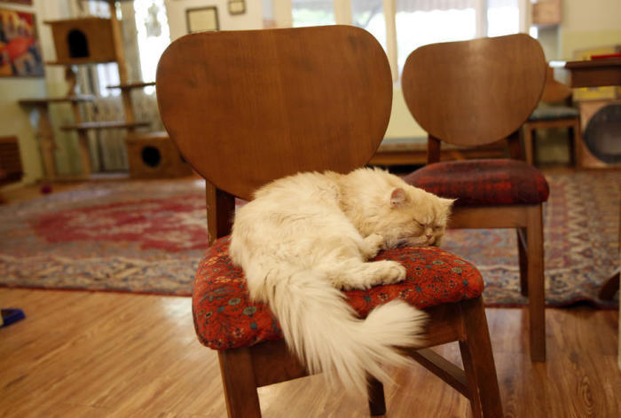 Eine Perser-Katze schläft im Museum des persischen Katzencafés in der Teheraner Innenstadt. Foto: epa/Abedin Taherkenareh