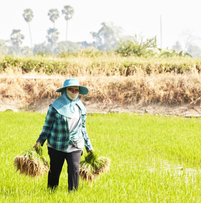 Dank innovativer Anbaumethoden steigern Farmer im Isaan ihr Einkommen und schützen die Umwelt. Fotos: The Nation