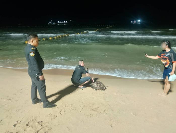 Einsatzkräfte sichern die erschöpfte Meeresschildkröte nach ihrem Fund am Jomtien Beach. Bild: TMN.TV