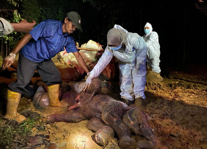 Eine trächtige Sumatra-Elefantin, die vermutlich in Bengkalis vergiftet wurde. Foto: epa/Bksda Riau Handout