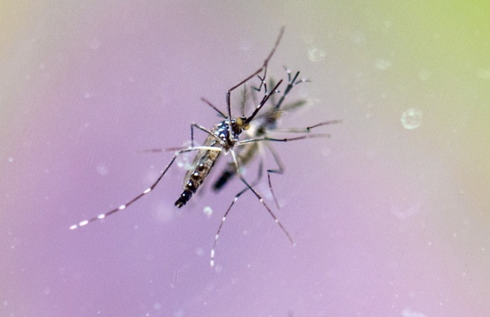 Eine Gelbfiebermücke (Aedes Aegypti). Foto: epa/Boris Roessler