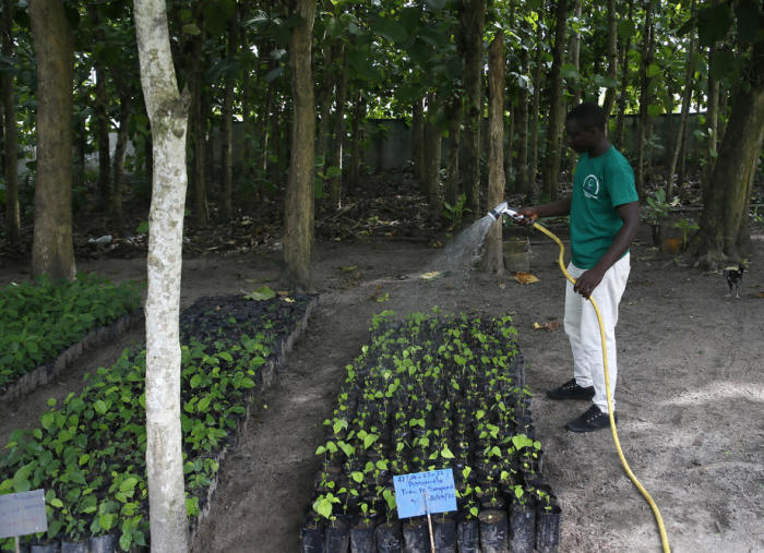 Ein Mitarbeiter der Forstentwicklungsgesellschaft (SODEFOR) pflegt eine Obstplantage in Adzope, Elfenbeinküste. Foto: epa/Legnan Koula