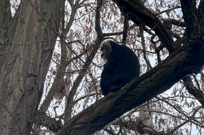 Der aus dem Zoo Leipzig gestohlene Bartaffe Ruma sitzt in einem Baum nahe eines Mehrfamilienhauses im südlichen Stadtteil Reudnitz. Foto: Zoo Leipzig/dpa