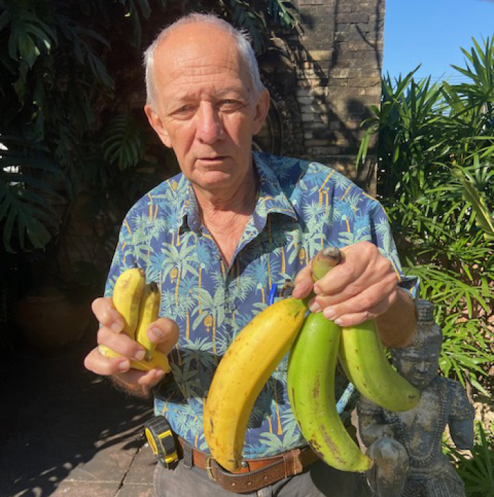 Groß und klein: Es gibt mindestens 350 Bananensorten in Thailand allein. Fotos: hf