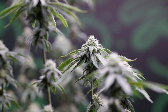 Die Cannabispolitik der Regierung steht im Parlament erneut im Mittelpunkt der Debatte. Die Opposition kritisiert fehlende Kontrollen und illegale Exporte. Foto: epa/Rungroj Yongrit