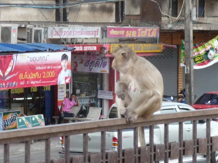 In Mueang Lopburi gehören die wilden Affenbanden zum Stadtbild dazu. Foto: Jahner