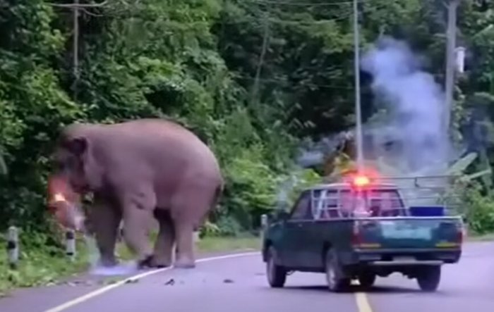 Nach dem umstrittenen Einsatz gegen den Wildelefanten Plai Salika fordern mehrere Tierschutzorganisationen eine umfassende Untersuchung. Bild: Screenshot