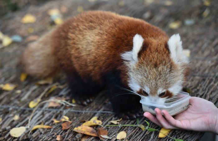  Der Rote Panda, ein Jungtier im Zoo von Melbourne, Australien. (Archivbild). Foto: epa/Julian Smith