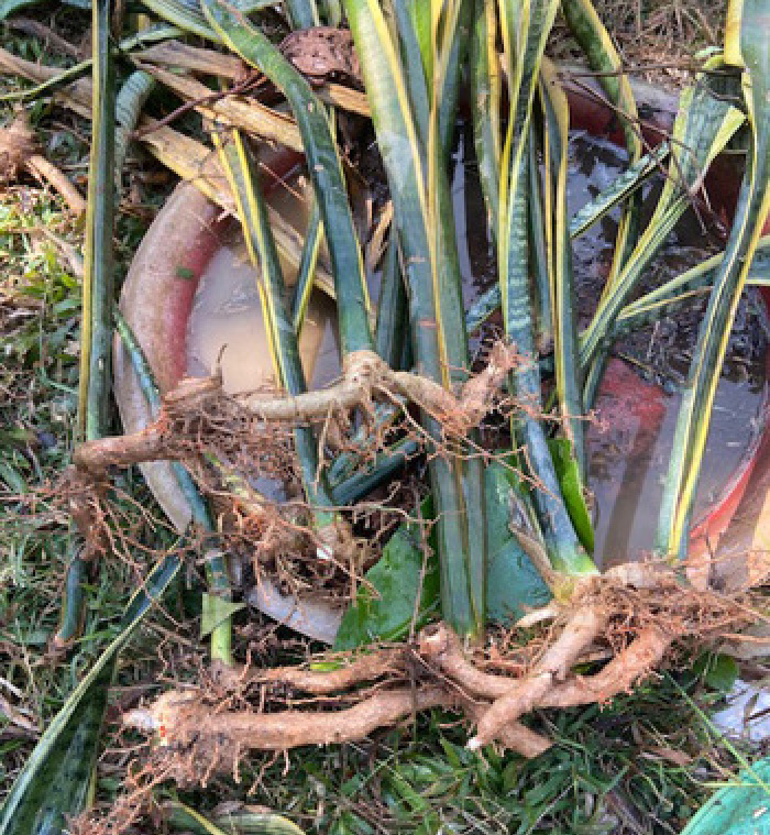 Die Rhizome der Schwiegermutterzungen lassen sich bei der Vermehrung problemlos zerschneiden. Fotos: hf