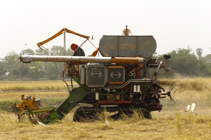 Thailändische Reisbauern bei der Ernte: Die Regierung stellt über 10 Milliarden Baht zur Stabilisierung des Reismarktes bereit. Foto: epa/Rungroj Yongrit