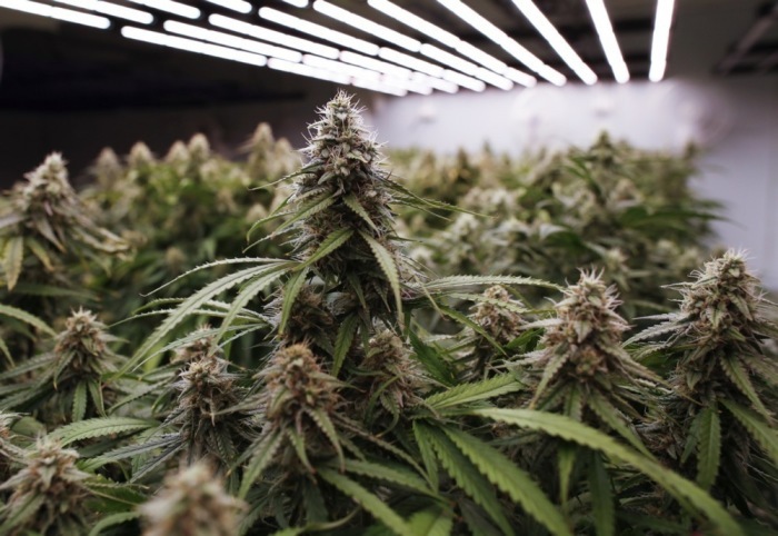 Lizenzierte Cannabis-Anbaubetriebe in Thailand werden künftig deutlich strenger kontrolliert. Foto: epa/Rungroj Yongrit