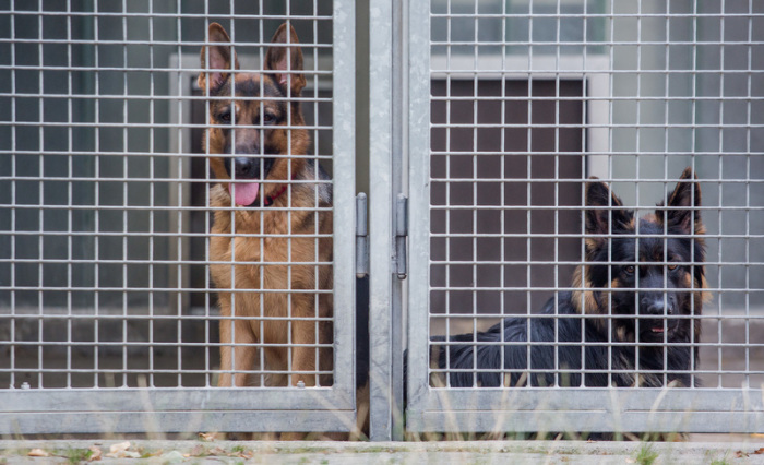 Zwei Schäferhunde blicken im Tierheim Böblingen aus ihrem Zwinger. Eine Kostenwelle bringt manches Tierheim in Existenznot. Foto: Christoph Schmidt/dpa