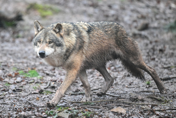Ein Wolf läuft durch ein Gehege. Foto: Bernd Weißbrod/dpa