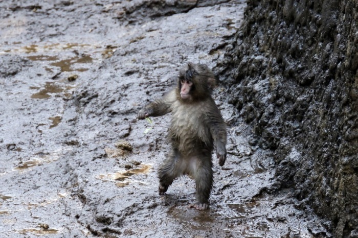 Makakenbaby Punch findet im Zoo langsam Anschluss an seine Gruppe. Das Tier wurde mit einem Plüsch-Orang-Utan aufgezogen und wird zunehmend selbstständiger. Foto: epa/Franck Robichon