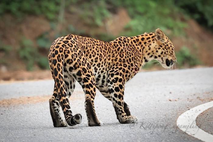 Der seltene Leopard überquert eine Straße im Nationalpark Kaeng Krachan in der Provinz Phetchaburi. Bild: Kittipong Ngamjling, Department of National Parks, Wildlife and Plant Conservation (DNP)