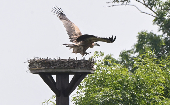 Ein Gänsegeier kreist über einem Storchennest in der Region Hannover, nachdem er die Altvögel vertrieben und deren Nachwuchs angegriffen hatte. Foto: dpa/Julian Stratenschulte