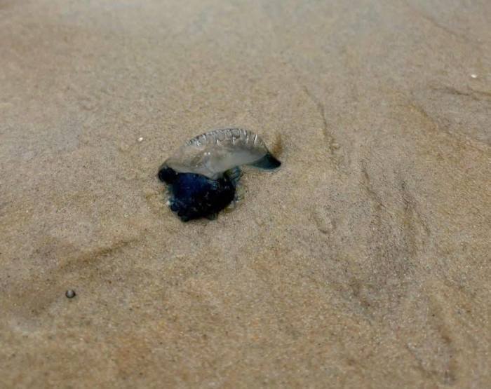 Eine Portugiesische Galeere liegt am Strand. Selbst angespülte oder bereits abgestorbene Exemplare können mit ihren Tentakeln noch schmerzhafte Verletzungen verursachen. Bild: Newshawk Phuket