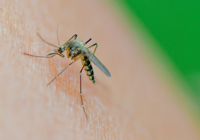 Eine Mücke der Art Aedes vexans saugt Blut am Arm einer Biologin. Foto: Patrick Pleul/dpa