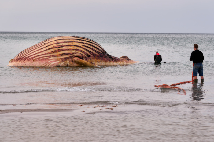 Der tote Buckelwal „Timmy“ liegt aufgebläht vor der dänischen Insel Anholt, während die Bergung vorbereitet wird. Foto: Marcus Golejewski/dpa