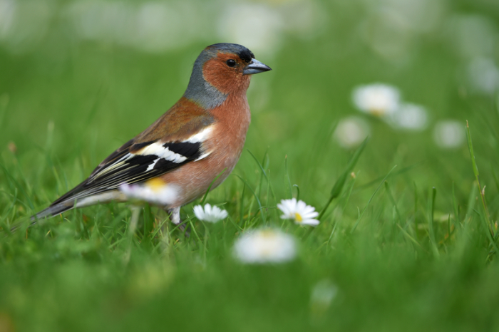 Ein männlicher Buchfink (Fringilla coelebs) sitzt auf einer Wiese. Foto: Felix Kästle/dpa