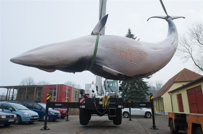 Ein toter Zwergwal wird auf dem Gelände des Meeresmuseums Stralsund abgeladen. Foto: epa/Stefan Sauer