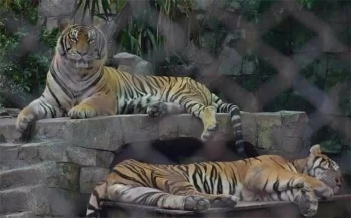 Nach einem Virusausbruch verendeten innerhalb weniger Wochen Dutzende Raubkatzen, während Behörden und Tierschützer strengere Kontrollen für Tiger-Streichelzoos fordern. Archivbild: The Nation