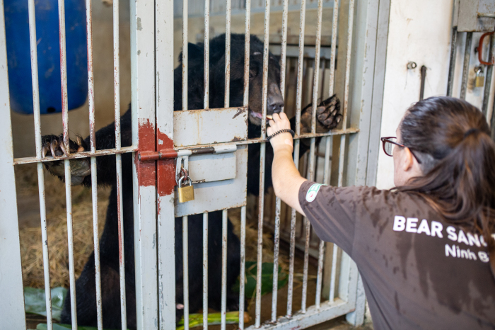 Der große Asiatische Schwarzbär Khoi sitzt in seinem Futtergehege und bekommt Leckerlis von seiner Pflegerin. Foto: picture alliance/dpa | Chris Humphrey