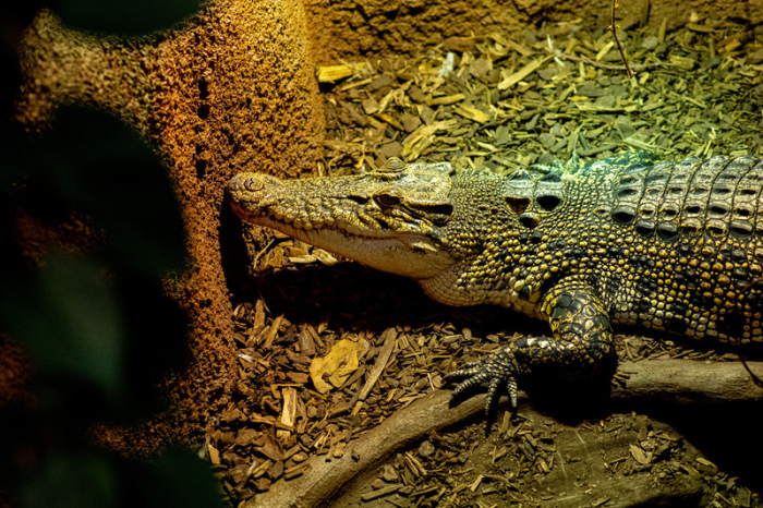 Ein Salzwasserkrokodil liegt in der Tropenhalle des «Seelter Reptilienhuus», einem privat geführten Zoo im niedersächsischen Saterland, in einem Gehege. Foto: Hauke-Christian Dittrich/dpa