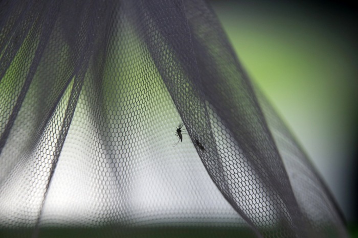 Das Zika-Virus wird durch Moskitos übertragen. Foto: epa/Narong Sangnak