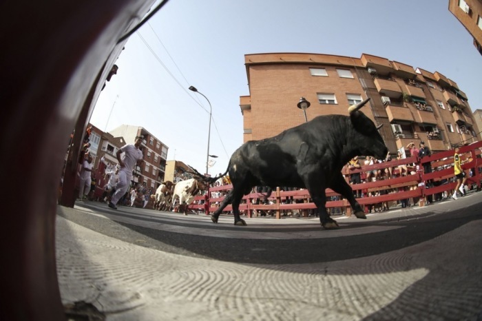 Teilnehmer rennen beim traditionellen Stierlauf „Pamplona Chica“ durch San Sebastián de los Reyes nahe Madrid. Foto: EPA/Sergio Perez