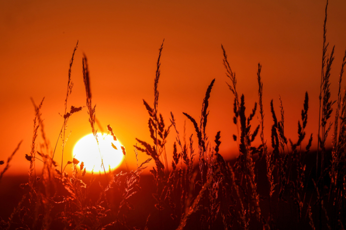 Die Sonne geht hinter Gräsern auf. Für den Tag sind für die Region Temperaturen von über 30 Grad vorhergesagt. Foto: Thomas Warnack/dpa